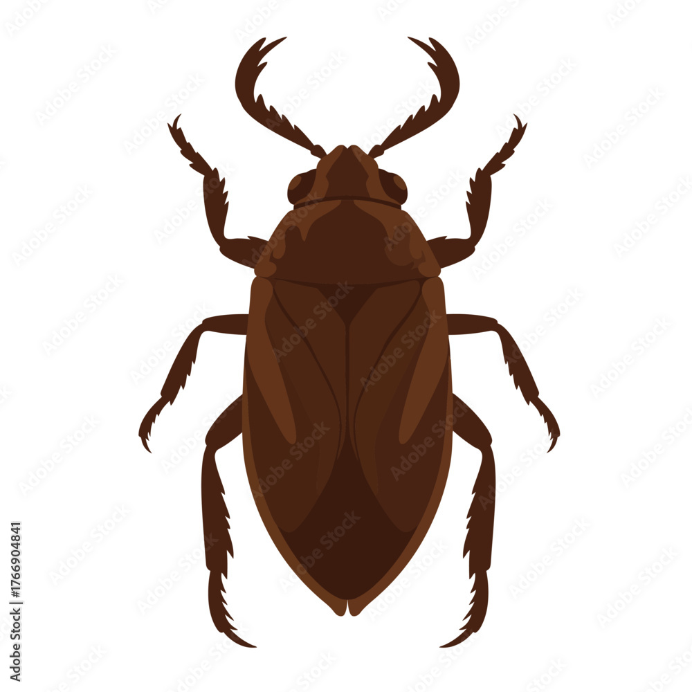 Fototapeta premium Brown Water Beetle Insect Illustration.
