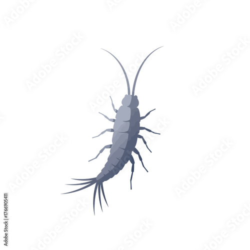 Silverfish insect isolated on white background.