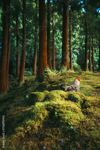 Galinha no meio de uma floresta verde na Ilha Terceira, Açores