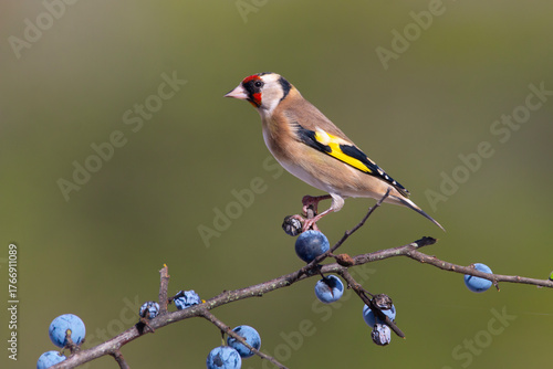 Goldfinch, Carduelis carduelis, resting on a blackthorn tree with blue fruits. red, yellow, brown, black and white feathers. Green natural background. Blurred background. Close up. Copy space.