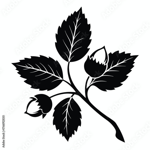 Monochrome branch shows hazel leaves and nuts growing elegantly in simplicity