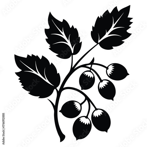 Black silhouette of branch showcasing detailed leaves and cluster of hazelnuts against a clean background