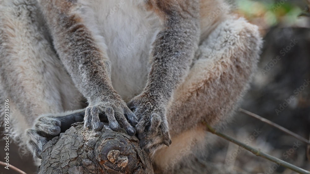 Naklejka premium Lemur paws on branch closeup.