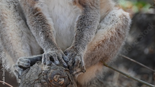 Lemur paws on branch closeup.