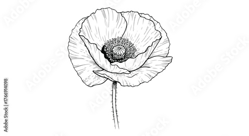 Poppy flower minimalist botanical contour line art floral design.