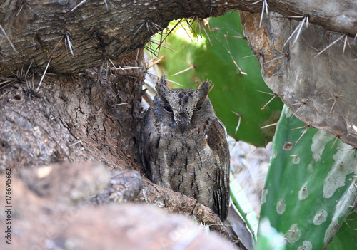 Madagascar scops owl perched in cactus.