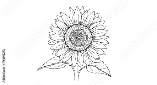 Sunflower head detailed minimalist botanical line art illustration.