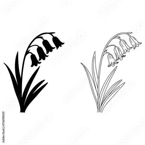 Two bluebell flowers one silhouette and one detailed line art sketch isolated on transparent background