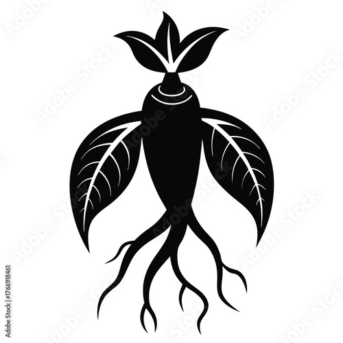 Stylized black ginseng root shows traditional medicine and health benefits with distinctive leaf formations