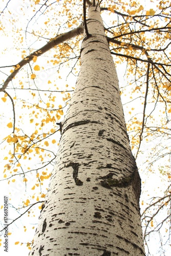 autumn poplar, tree trunk in the forest