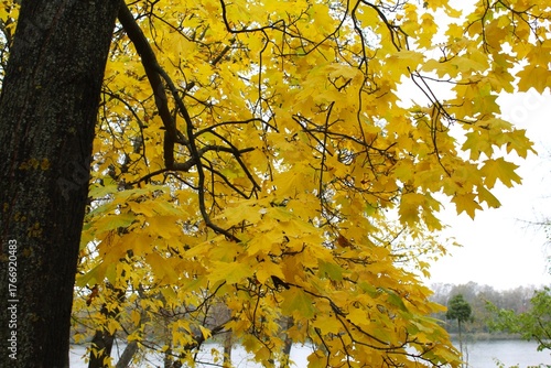 autumn leaves in the park, yellow leaves in autumn