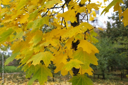 autumn leaves in the park, yellow leaves in autumn