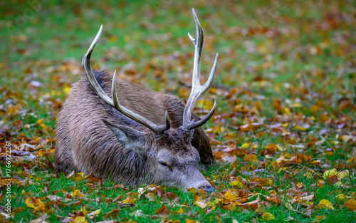 Young red deer stag sleeping