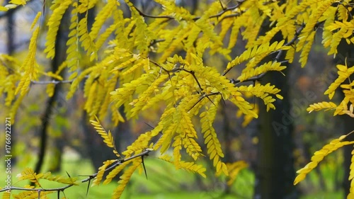 Beautiful autumn park areas on a cloudy day. 