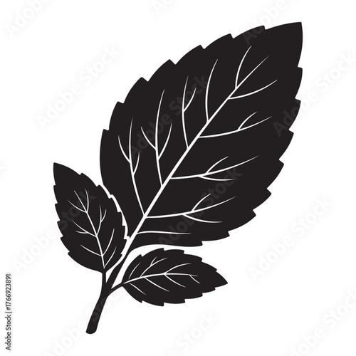 Black Silhouette of a Mint Plant Leaf Cluster on White Background Keywords: mint leaf, silhouette, black, white