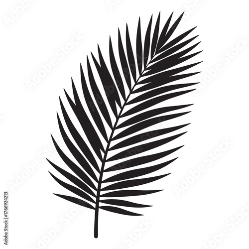 Black Silhouette of a Palm Frond Leaf on White Background Keywords: palm frond, leaf, silhouette, black, white