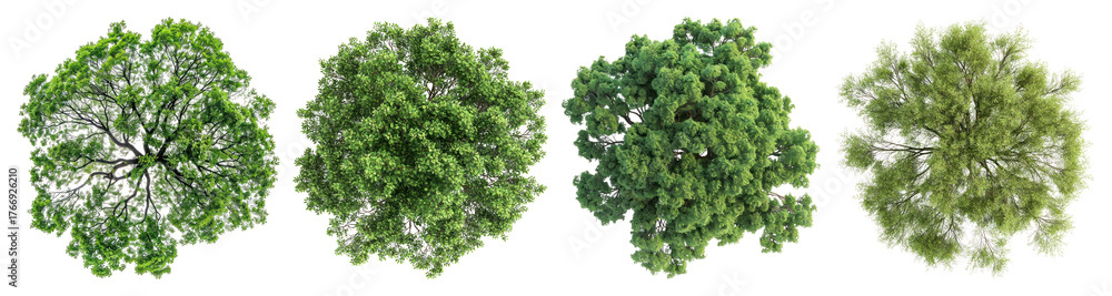 Obraz premium PNG Lush green tree tops variety, element set on transparent background