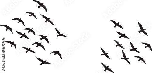 A dynamic arrangement of numerous dark bird silhouettes captures the essence of migration and collective movement. Two separate, organized flocks soar gracefully across the frame, showcasing natural a