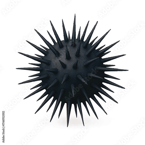 black sea urchin isolated white background