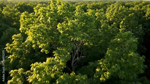 Overhead drone shot slowly descending into a dense green forest canopy illuminated by soft morning light peaceful, nature, forest floor