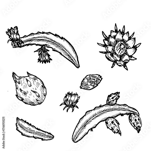 Dragon fruit with leaves and flowers, botanical vector illustrations set. Outline line art drawing of tropical fruits.