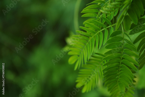 Close-up of fresh green leaves with natural background in daylight