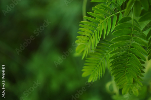 Close-up of fresh green leaves with natural background in daylight