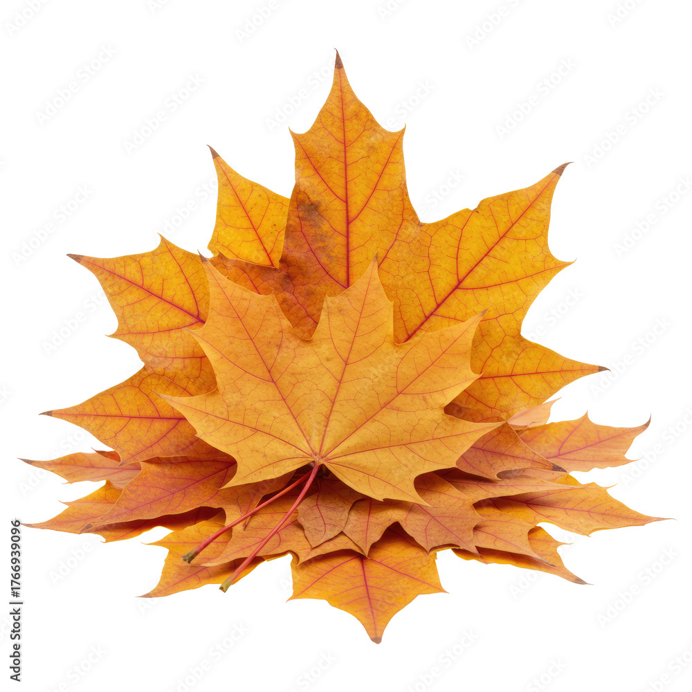 Obraz premium Stack of Maple Leaves Showing Fall Colors Isolated on Transparent PNG Background.