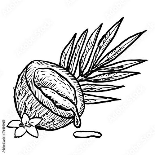 Outline hand drawn coconut vector illustration. Half of nut with milk and flower, coco palm leaf. Coconut vintage sketch for organic product packaging, labels, cosmetic, food design.