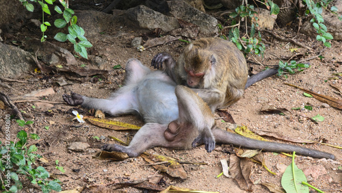 Canvas Print Playful monkeys joyfully interacting with each other in their natural environmen