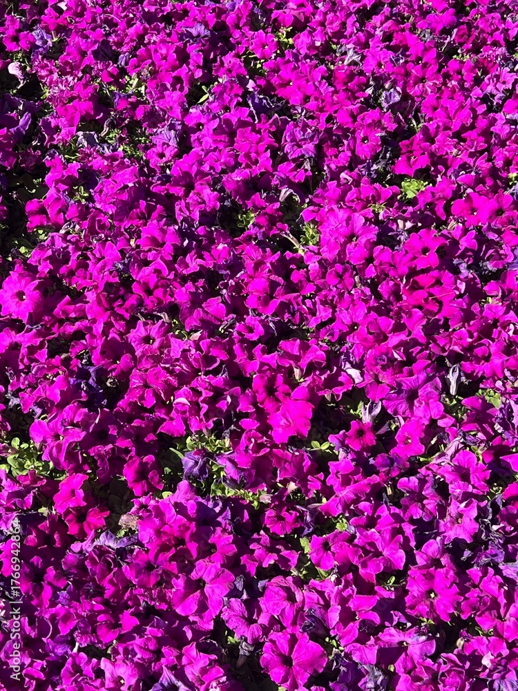 Fototapeta premium Purple flowers on the ground