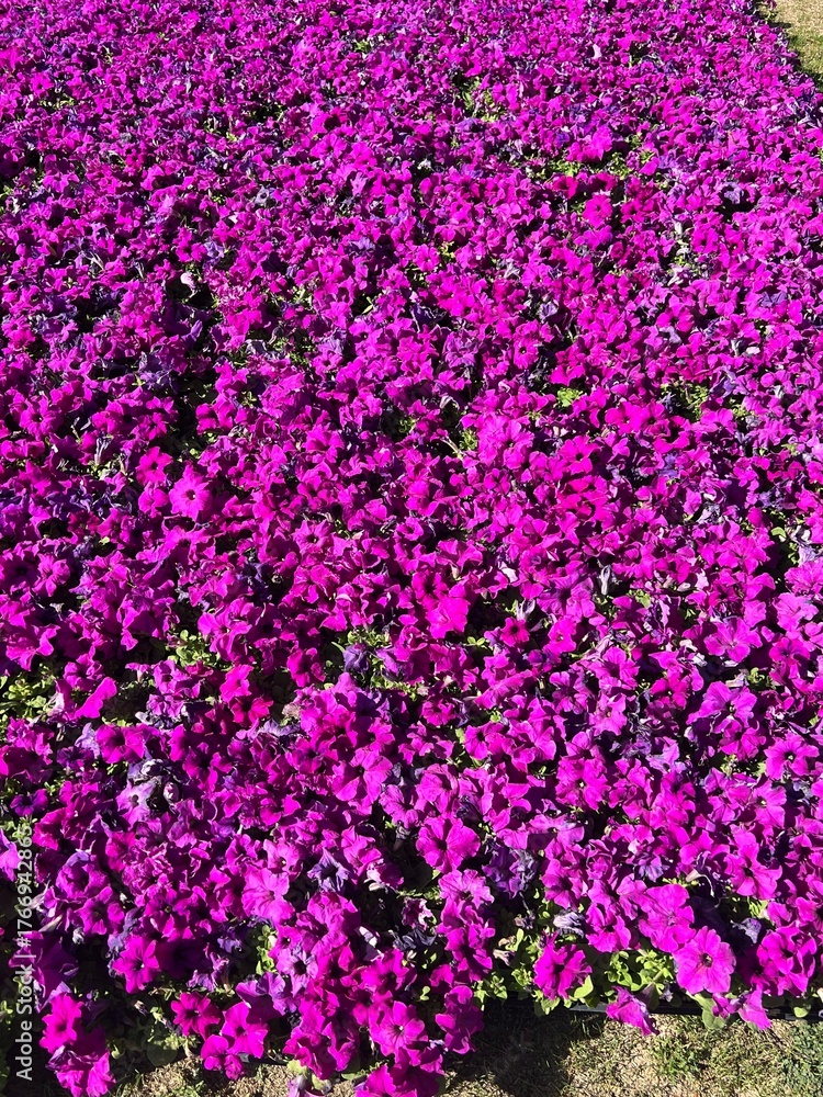 Fototapeta premium Purple flowers on the ground