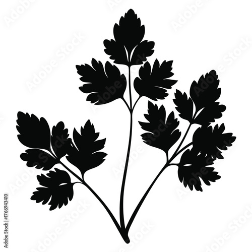 Black parsley silhouette presents fresh herbal garnish against white background, revealing simplicity