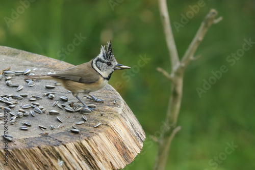 Haubenmeise mit Sonnenblumenkern im Schnabel