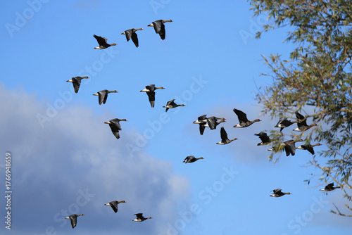 Wildgänse im Flug unter blauem Himmel