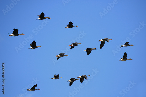 Wildgänse im Flug unter blauem Himmel