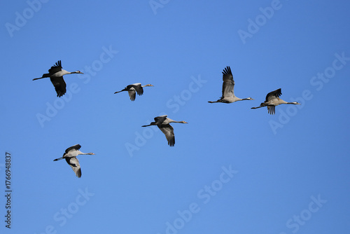 Kraniche im Flug vor blauem Himmel