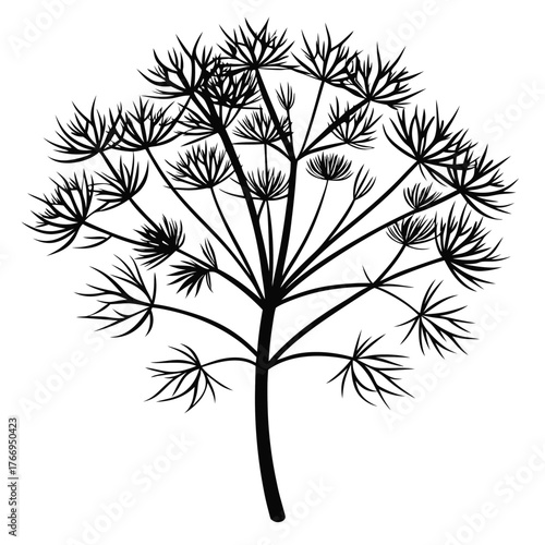 Silhouette of the dill plant showcases detailed branching and delicate floral structures with white background