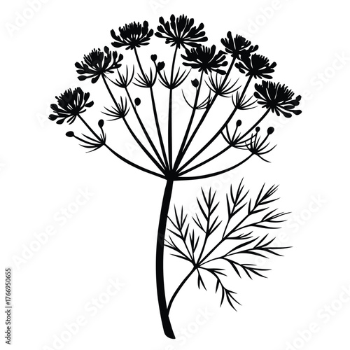 Black silhouette illustrates a lovely dill plant featuring delicate leaves and blooming flower clusters