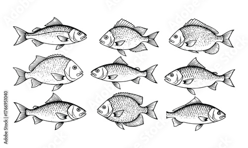 Vintage Fish engraving outline vector art illustration design, Fish silhouette, hand drawn, line art fish design	set