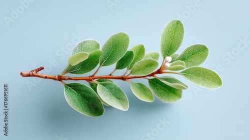 Delicate Green Leaf Branch with Frosted Edges Rests Against a Soft Blue Background in Soft Natural Light