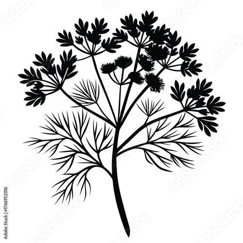 Detailed black botanical silhouette shows flourishing dill plant stems and leaves elegantly on display