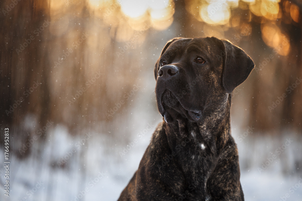 Fototapeta premium beautiful brindle cane corso dog porrait at sunset