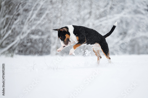 happy bull terrier dog playing and jumping in the snow in winter