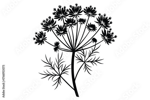 The black dill plant silhouette shows off its beautiful leaves and feathery flower heads
