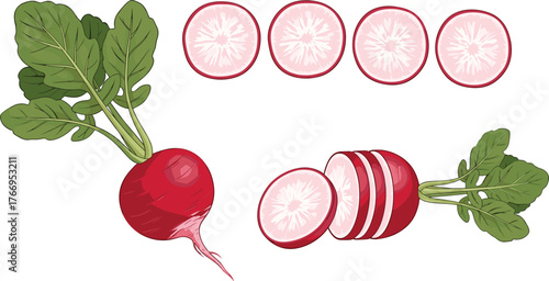 Radish slices, whole radish, vegetable illustration, cartoon style, fresh produce, healthy food, botanical cut, root crop, kitchen art, nutrition concept