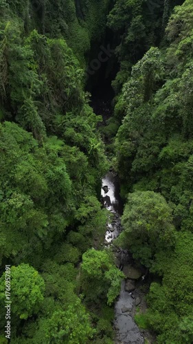 Top down of a forest in Bali