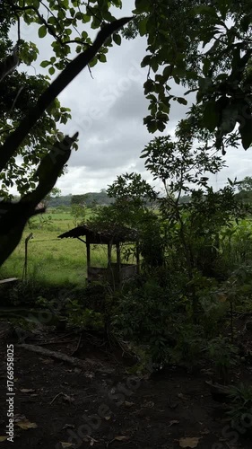 Moody morning in the woods