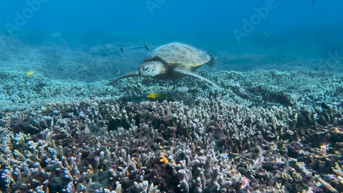 A beautifully patterned Green Sea Turtle hovering over multicoloured coral the in crystal clear blue waters of a tropical reef lagoon on the Great Barrier Reef, QLD Australia.	