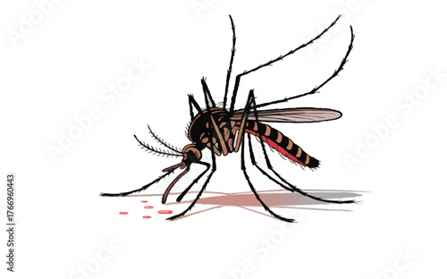 mosquito sucking blood isolated on transparent background 